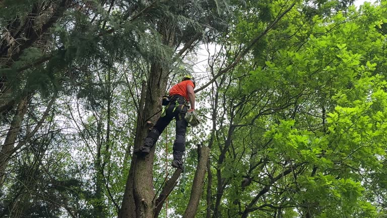 Best Tree Removal Service  in USA